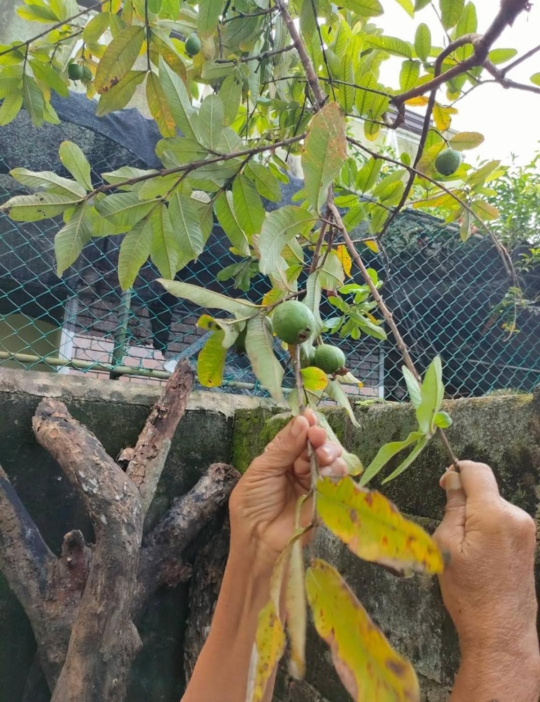 Villa Chaya هيكادوفا المظهر الخارجي الصورة